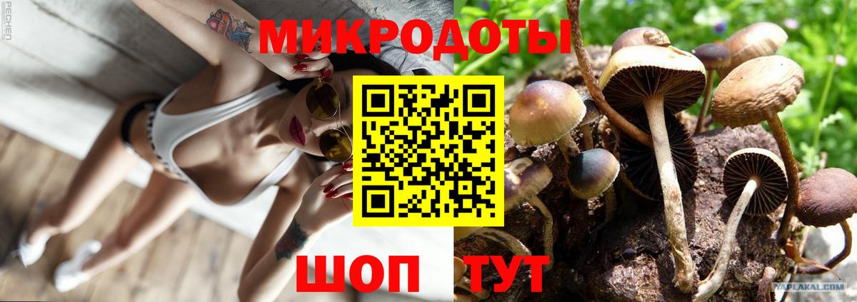 Псилоцибиновые грибы Cubensis Майкоп